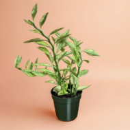Succulent Euphoria Devil’s Backbone with distinctive zigzagged, spiny green stems, a striking and hardy addition to succulent collections and indoor greenery.